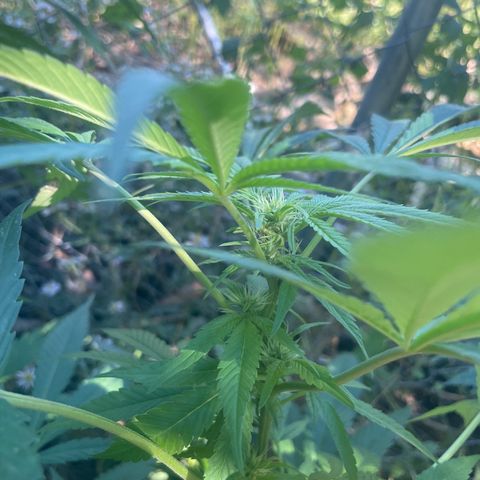 Satori growlog timeline photo