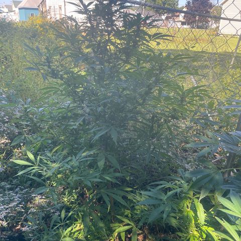 Far Out growlog timeline photo