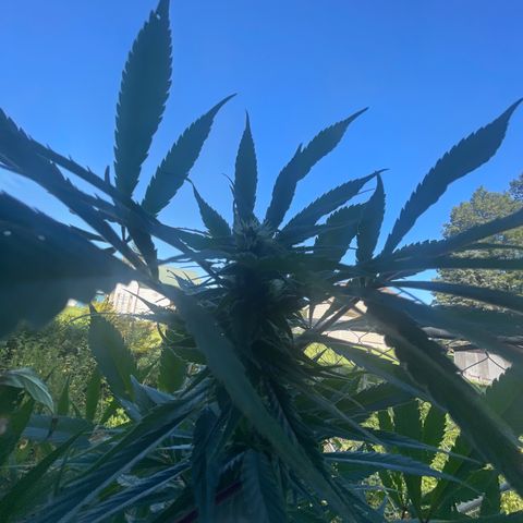 Far Out growlog timeline photo