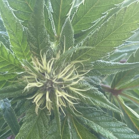 Far Out growlog timeline photo