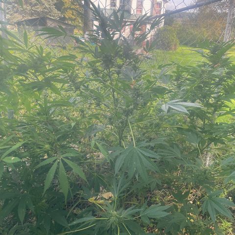 Big Gas growlog timeline photo