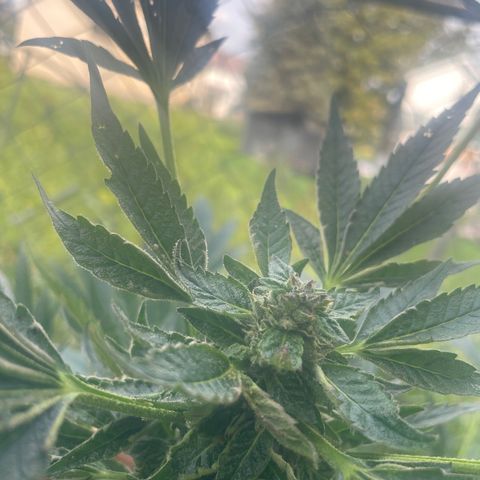 Big Gas growlog timeline photo