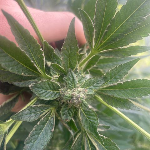 Big Gas growlog timeline photo