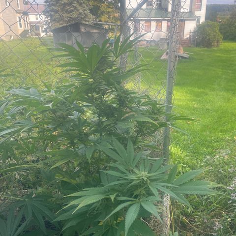 River II growlog timeline photo
