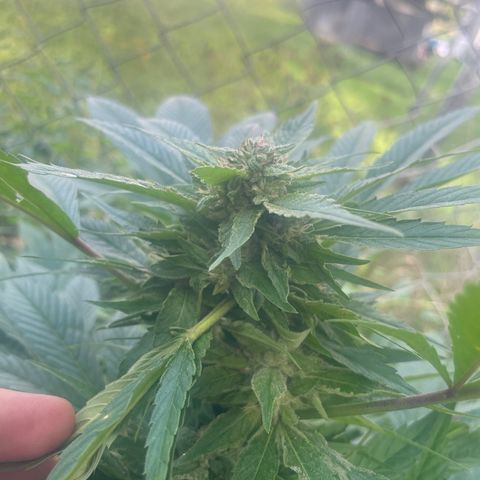 River II growlog timeline photo