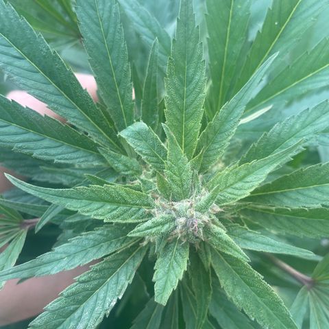 River II growlog timeline photo
