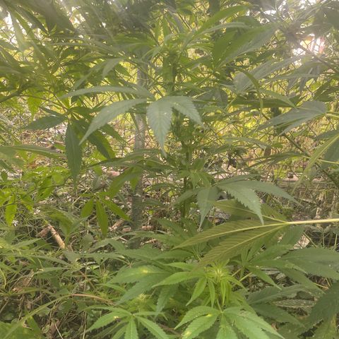 Satori growlog timeline photo