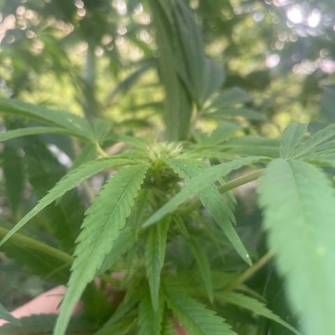 Satori growlog timeline photo