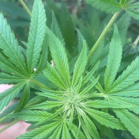 Satori growlog timeline photo