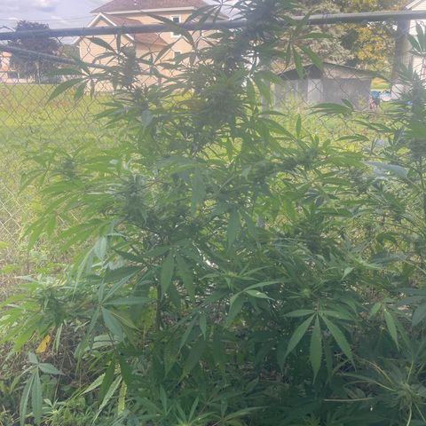 Far Out growlog timeline photo