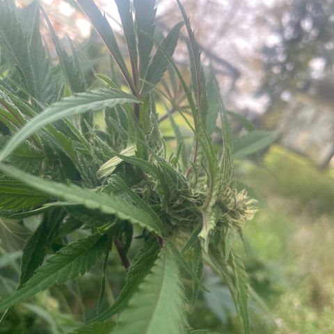 Far Out growlog timeline photo