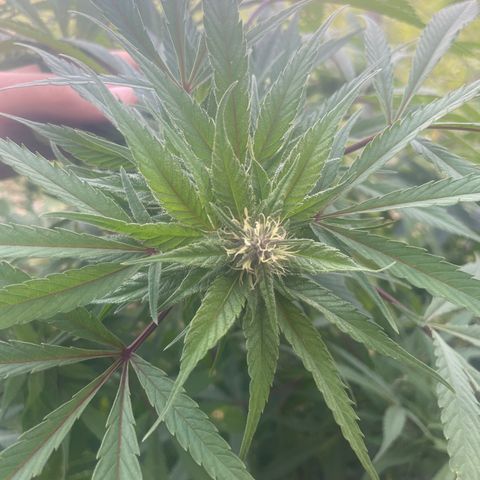 Far Out growlog timeline photo