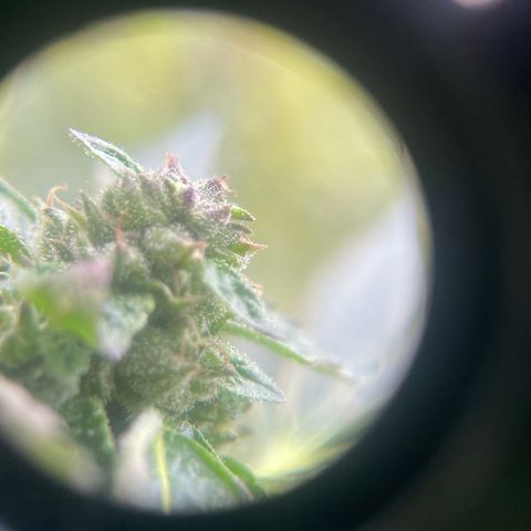 Big Gas growlog timeline photo
