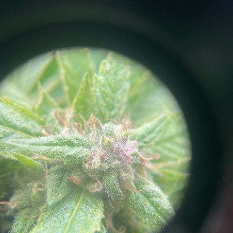 River II growlog timeline photo