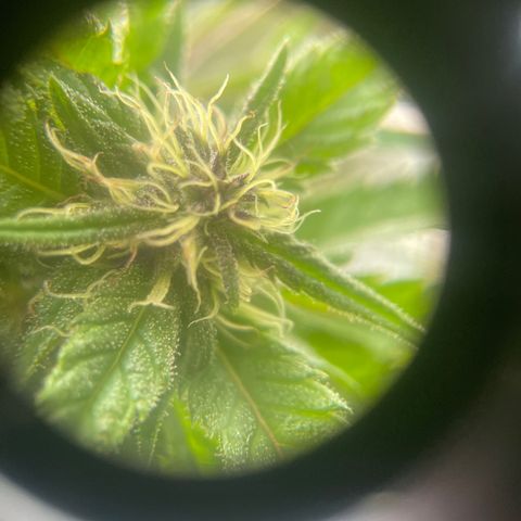 Far Out growlog timeline photo