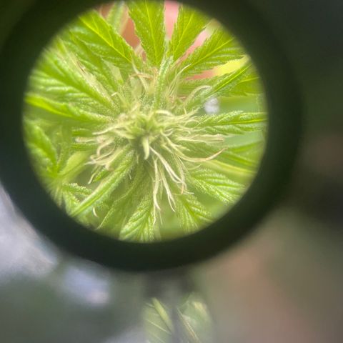Satori growlog timeline photo