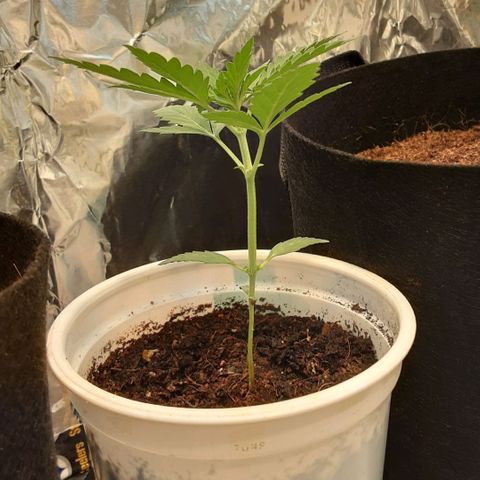 Northern Lights  growlog timeline photo