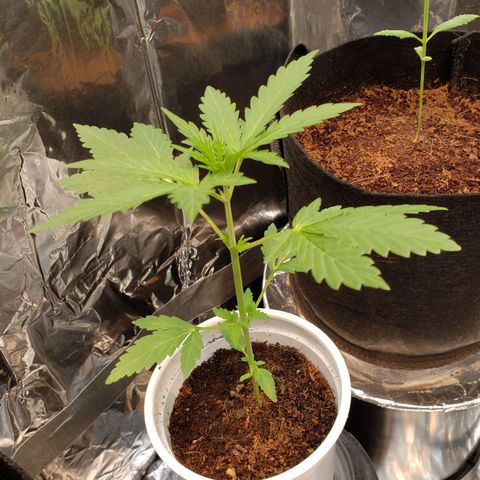 Northern Lights  growlog timeline photo