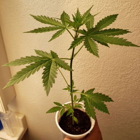 Northern Lights  growlog timeline photo