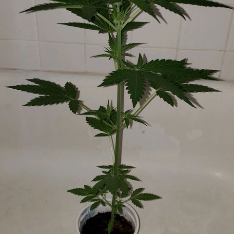 Northern Lights  growlog timeline photo