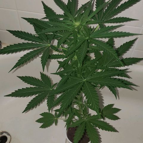 Northern Lights  growlog timeline photo