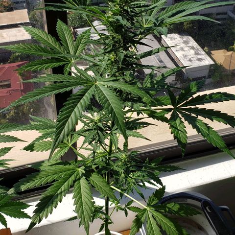 Northern Lights  growlog timeline photo