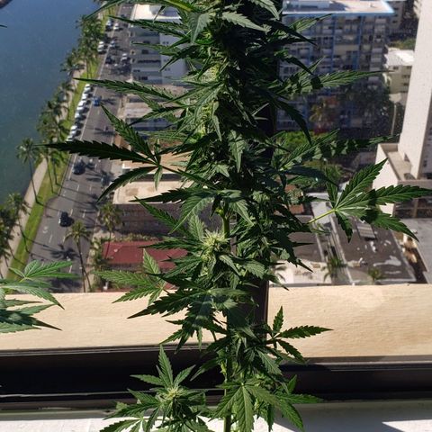 Northern Lights  growlog timeline photo
