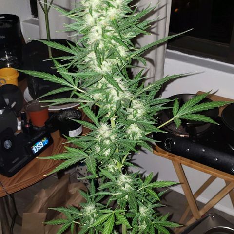 Northern Lights  growlog timeline photo