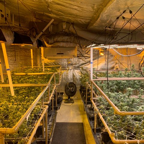 Indoor growlog timeline photo