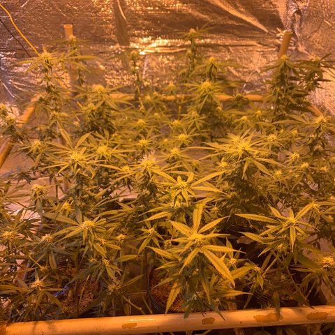Indoor growlog photo: Bandeja 1 tangie hps
