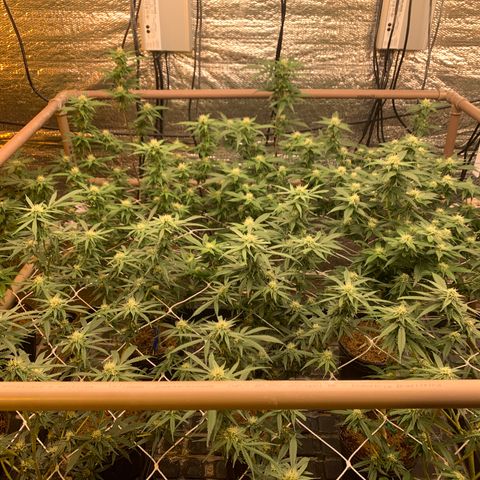 Indoor growlog photo: Bandeja 3 Led mix tangie/ Strawberry / Hawai 
