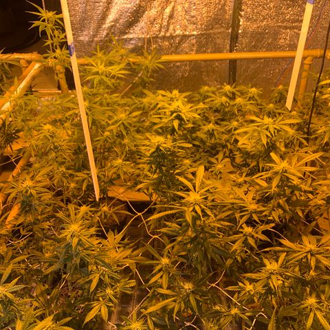 Indoor growlog photo: Bandeja 5