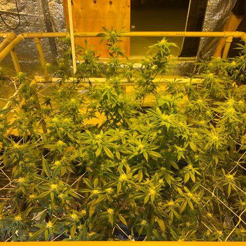 Indoor growlog photo: Bandeja 6