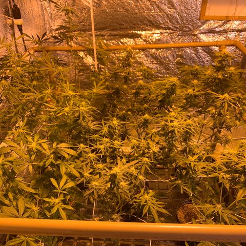 Indoor growlog photo: Bandeja 8