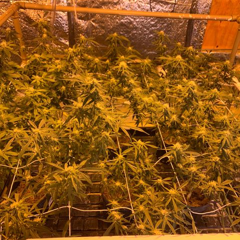Indoor growlog photo: Bandeja 7 green 
House 