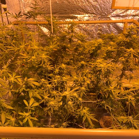 Indoor growlog photo: Bandeja 8
