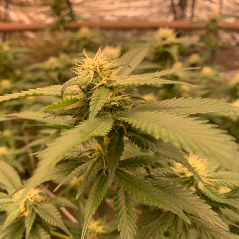 Indoor growlog timeline photo