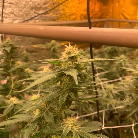 Indoor growlog timeline photo