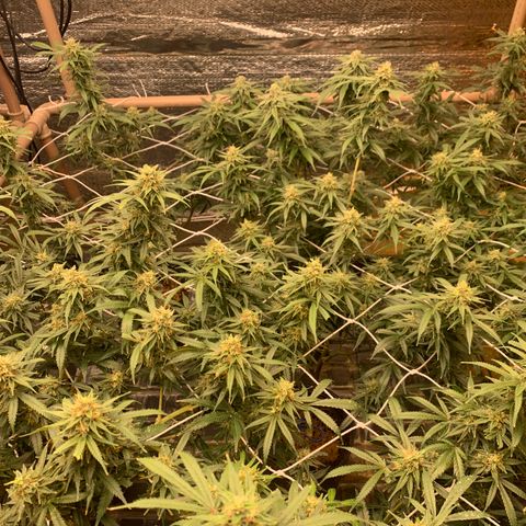 Indoor growlog timeline photo