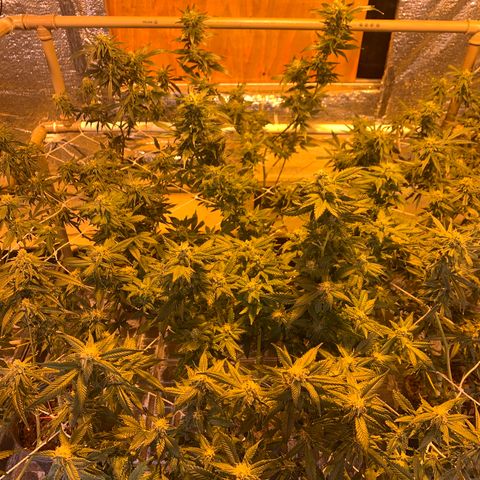 Indoor growlog timeline photo
