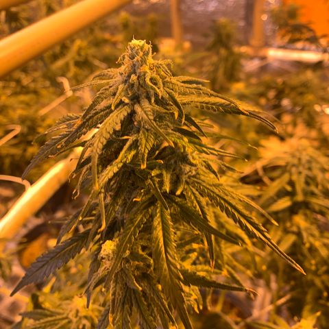 Indoor growlog timeline photo