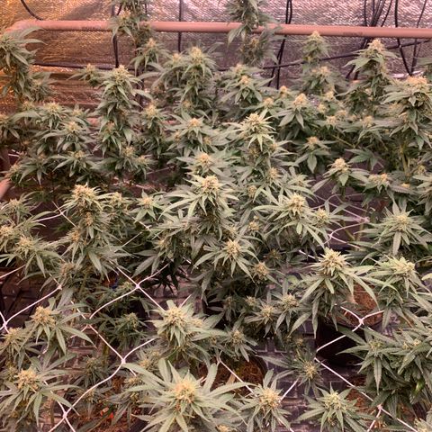 Indoor growlog timeline photo