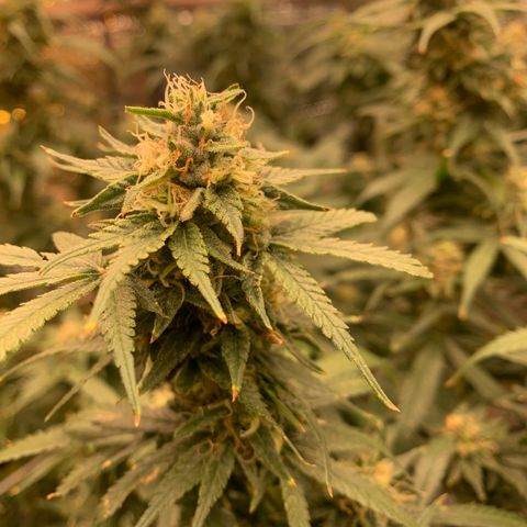 Indoor growlog timeline photo