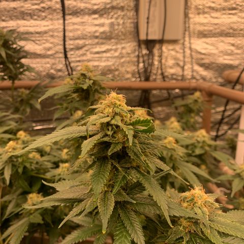 Indoor growlog timeline photo