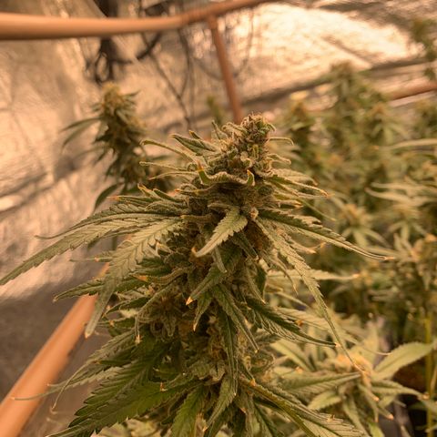 Indoor growlog timeline photo