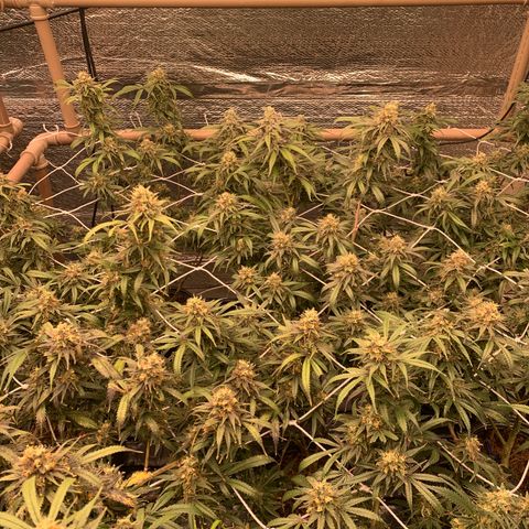 Indoor growlog timeline photo