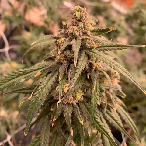 Indoor growlog timeline photo