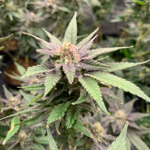 Indoor growlog timeline photo