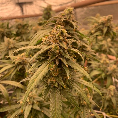 Indoor growlog timeline photo