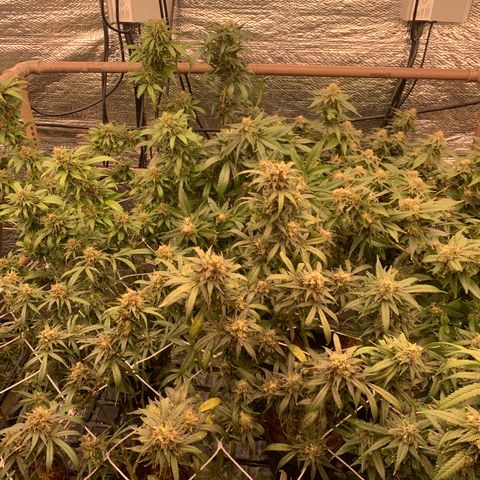 Indoor growlog timeline photo